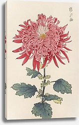 Постер Хасегава Кейка Keika hyakugiku, Pl.24
