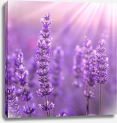 Постер Цветы лаванды в поле под ярким солнцем