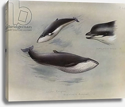 Постер Торнбурн Арчибальд (Бриджман) Lesser Rorqual, Rudolphi's Rorqual, Bottle-nosed Whale