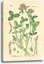 Постер Leguminosae, Trifolium pratense