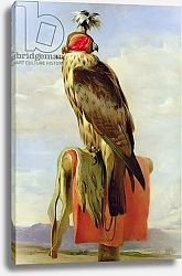 Постер Лэндсир Эдвин Hooded Falcon