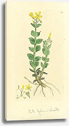 Постер Sowerby Ботаника №23 1