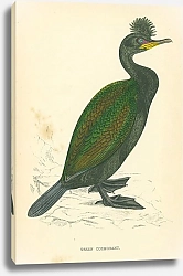 Постер Green Cormorant 1
