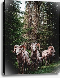 Постер Стадо баранов в лесу