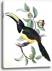 Постер Humboldt's Aracari