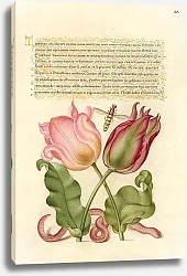 Постер Хофнагель Йорис Tulips, Insect, and Worm
