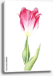 Постер Розовый тюльпан на белом фоне