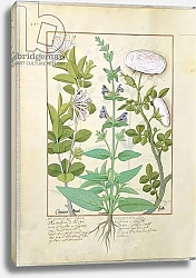 Постер Тестард Робинет (бот) Ms Fr. Fv VI #1 fol.133v Honeysuckle, Sage and Rose, c.1470