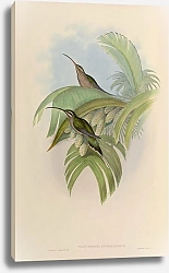 Постер Phaethornis Supercilio