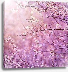 Постер Вишневое цветение