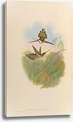Постер Phaethornis Anthophilus