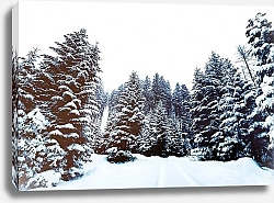 Постер Сосны в снегу