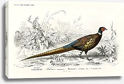 Постер Обыкновенный фазан (Phasianus colchicus)