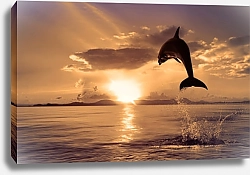 Постер Прыжок дельфина на закате