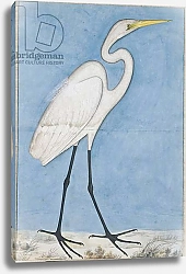 Постер Школа: Индийская 18в A Great Egret, Lucknow, c.1790