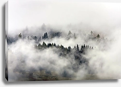 Постер Загадочный туманный лес