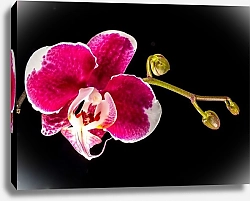 Постер Цветок розовой орхидеи на черном