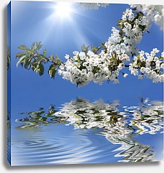Постер Ветви цветущего дерева над водой
