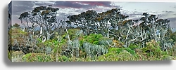 Постер Динозавровые деревья, Новая Зеландия