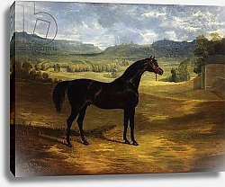 Постер Херринг Джон Jack Spigot, a Dark Bay Racehorse in a Paddock at Bolton Hall, 1824