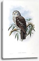 Постер Salvadori’s Hawk-Owl - Ninox dimorpha