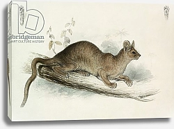 Постер Лир Эдвард The Polecat, 19th century