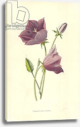 Постер Хулм Фредерик (бот) Turbinate Bell-Flower