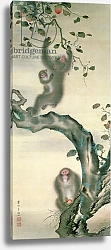 Постер Школа: Японская Family of Monkeys in a Tree