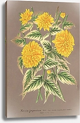Постер Лемер Шарль Kerria japonica, var. fol. argenteo-variegatis