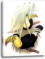 Постер Short-billed Toucan