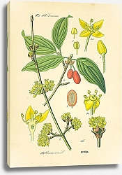 Постер Cornaceae, Cornus mas