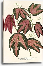 Постер Лемер Шарль Passiflora trifasciata
