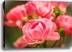 Постер Нежные розовые бутоны цветов