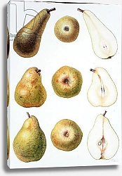 Постер Эден Маргарет (совр) Six Pears, 1994
