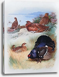 Постер Red grouse (male, female) black grouse (male, female)'