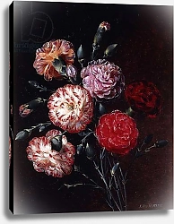 Постер Дженсен Йоханн Carnations,