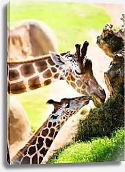 Постер Два жирафа едят траву