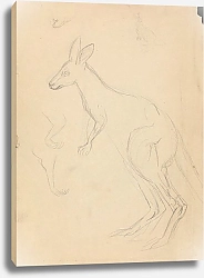 Постер Сауэрби Джеймс Two kangaroos with details