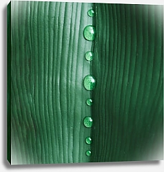 Постер Сгиб зеленого листа с каплями росы