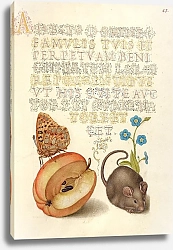 Постер Хофнагель Йорис Queen of Spain Fritillary, Apple, Mouse, and Creeping Forget-Me-Not