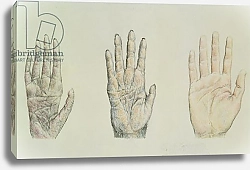 Постер Школа: Английская 20в. Hands of a primate and a human