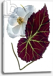 Постер МакЛемор Юлия (совр) Begonia White