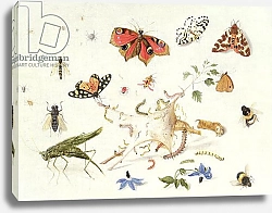 Постер Кессель Фердинанд Study of Insects and Flowers