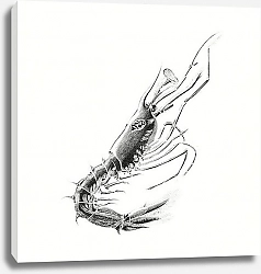 Постер Vintage prawn marine life