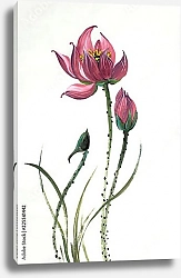 Постер Китайский цветок лотоса 2