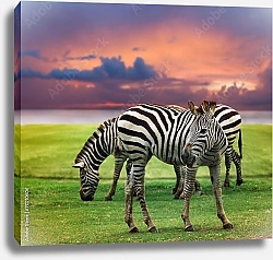Постер Две зебры на фоне заката
