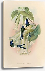 Постер Eupetoment Hirundinacea