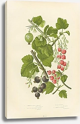 Постер Common or Red Currant, Tasteless Mountain Currant, Black Currant, Common Gooseberry
