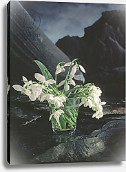 Постер Холландс Норман (совр) Snowdrops, 1995