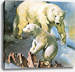Постер МакКоннел Джеймс Polar Bear